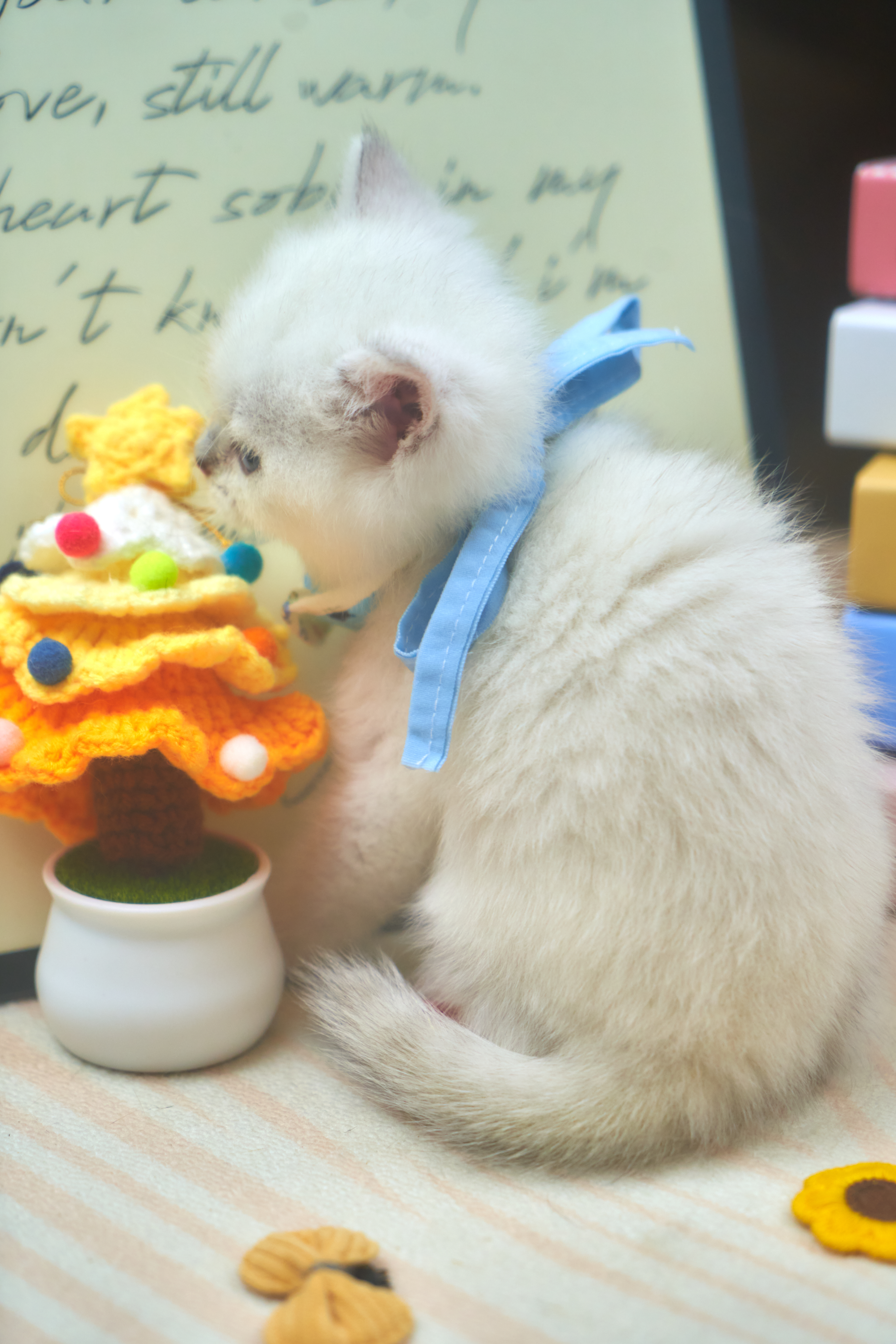 🔮奶猫魔法!一只“云朵”猫